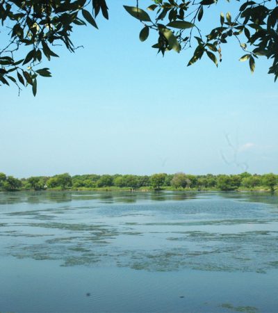 Rencana Kebun Raya Mangrove Terbesar di Pantai Timur Surabaya