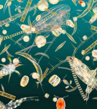 Berkenalan dengan Plankton